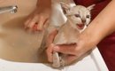 『保護した子猫』をお風呂に入れたら…過酷な野良生活から別れを告げる…