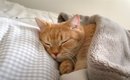 猫に腕枕をして一緒に寝た結果…寝息をたてながら『人間みたいに爆睡す…