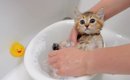 5匹の子猫を『初めてのお風呂』に入れてみた結果…気持ちよさそうな様…