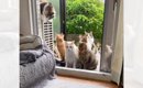 『保護猫大家族』の帰宅の瞬間…想像を遥かに超えてくる光景がすごすぎ…