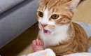 猫が初めて『赤ちゃんの足のニオイ』嗅いだ結果…まさかの"クセに…