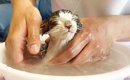 保護子猫が『お風呂』に入ったら…"されるがまま"な姿に悶絶…