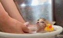 子猫がシャンプー中に身をゆだねた結果…『超リラックス』してる姿が尊…