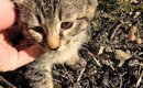 山道で『捨てられた2匹の子猫』を発見…心温まる展開に涙が止まらない…