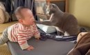 猫が赤ちゃんに『優しくパンチ』した結果…平和すぎる絡みに"幸せ…