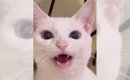 飼い主を『おかぁ〜』と呼ぶ猫を撮影したら…”日本語の発音良すぎ”と65…