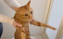 元野良猫が『初めてのお風呂』で見せた反応…助けを求める光景が面白す…