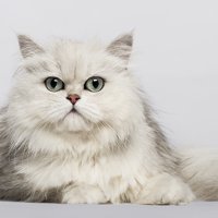 ペルシャ猫の情報