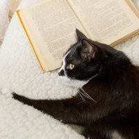 猫の種類の知識