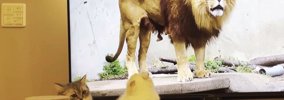 猫に『大画面でライオン』を見せた結果…まさかの反撃に”大パニック”12…