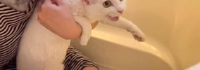 元野良の白猫を初めてのお風呂に入れてみたら…まさかの『見た目の変化…