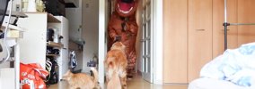 猫と大型犬に『恐竜がいるドッキリ』しかけたら…想像以上の反応が面白…