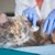 予防してますか？「猫のフィラリア症」起こり得る症状や予防方法を獣医が解説
