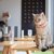 【猫カフェオーナーが解説】猫カフェへ行く前にしてはいけないNG行動7選