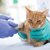 猫の白血球が少ない病気3つ原因と症状、治療法について