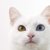 猫の目の色が違う「オッドアイ」原因や特徴