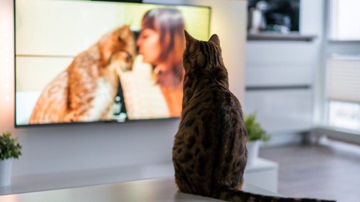 【猫とテレビに関する調査】テレビを見る猫は約5割。お気に入り番組第1位「岩合光昭の世界ネコ歩き」。好きなTVジャンルは「動物・ペット」が最も多い結果に。