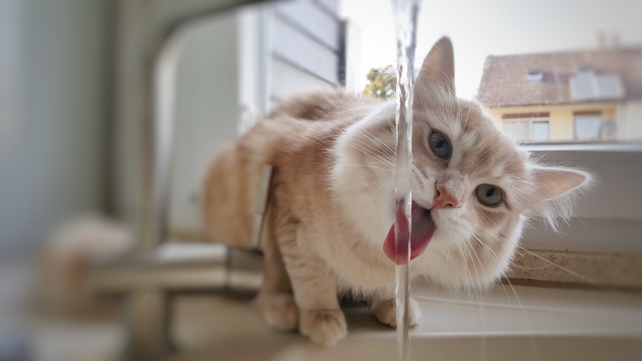 猫に水分補給をさせる５つの方法