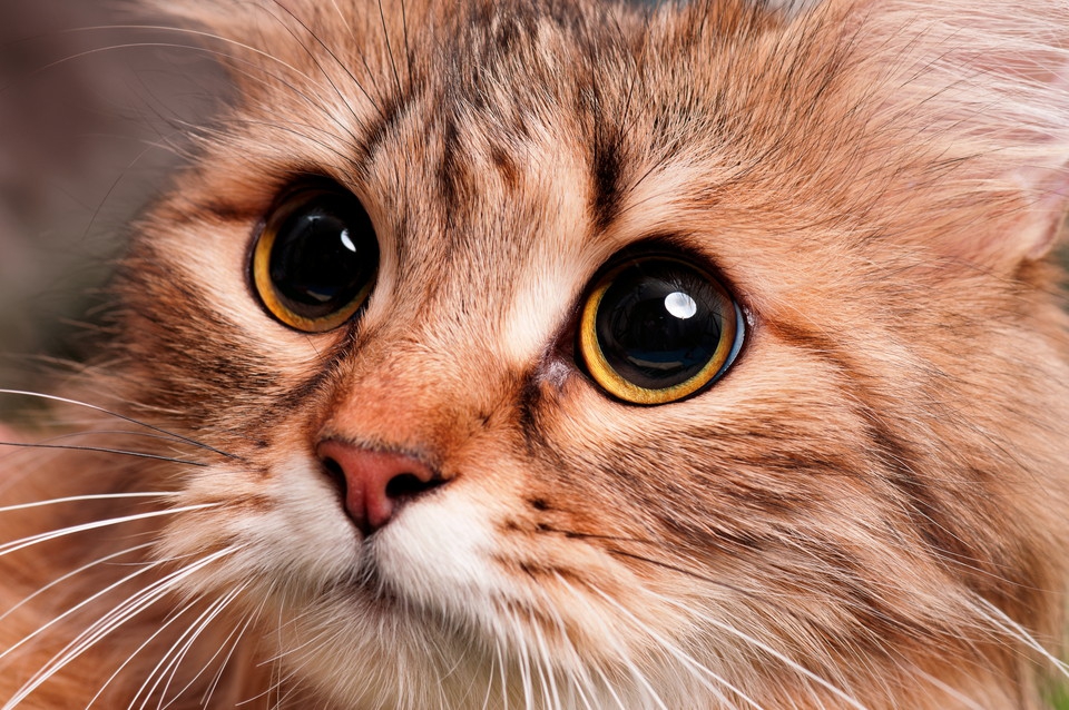 子猫の目やにの原因と考えられる病気、その対処法