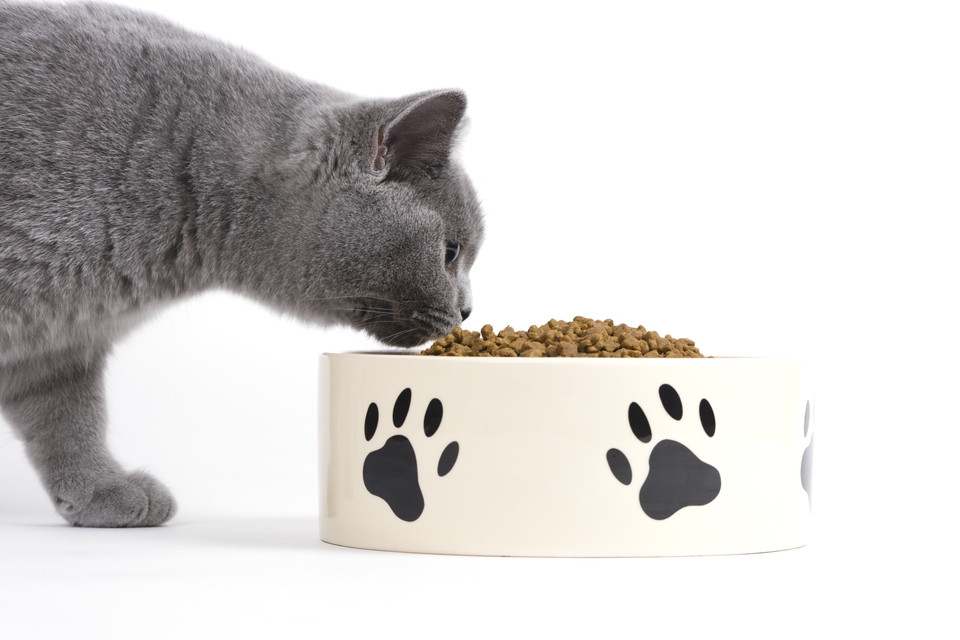 猫の餌入れの種類と特徴、その選び方のポイント