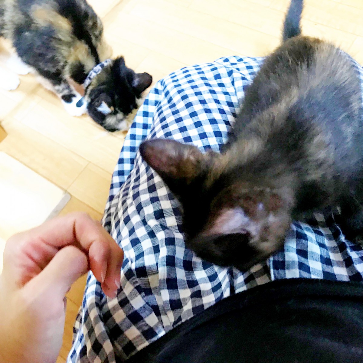 三重県にある「ねこやカフェ」は優しい猫たちに会える”保護猫カフェ”です
