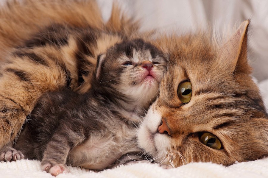 母猫が子猫を食べるのはなぜ？5つの理由や阻止する方法
