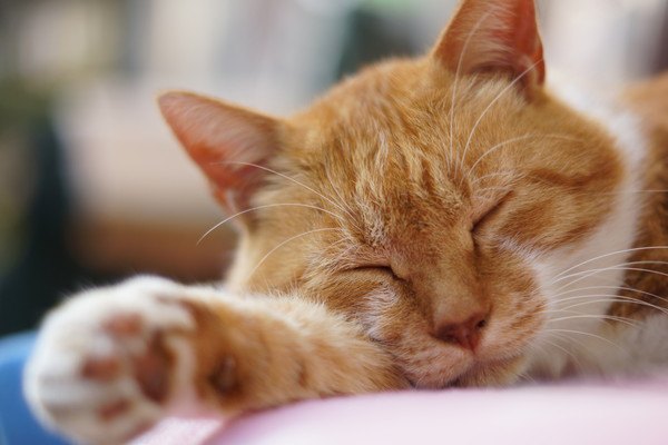 猫がリンパ腫と宣告された時の余命、長生きの為にできる事