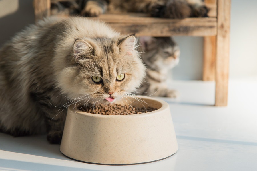 猫の餌のおすすめ3選と選び方のポイント