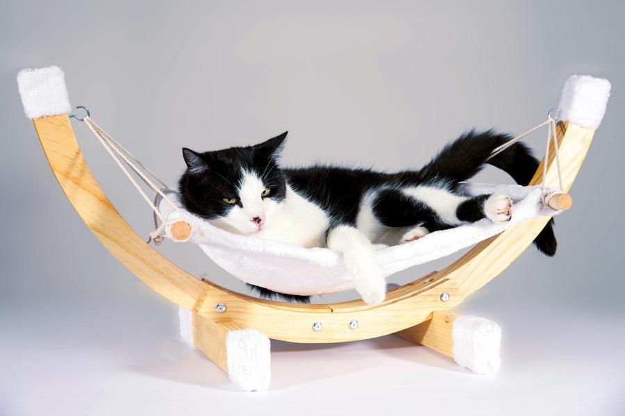 猫が好むベッドの選び方とその置き場所