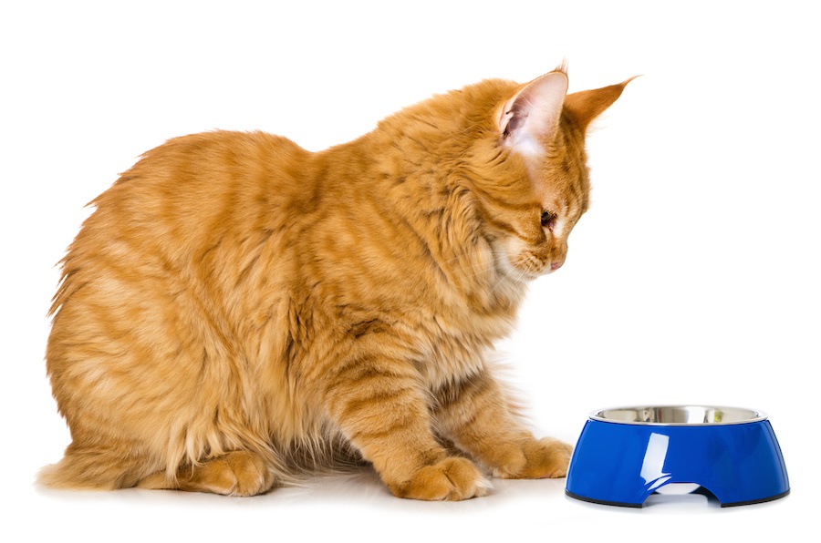 猫がご飯をお皿から出して食べるのはどうして？やめさせる方法