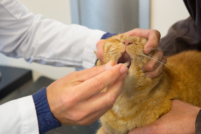 猫によく処方される抗生物質とその副作用