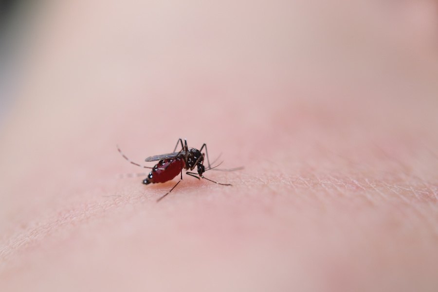 「蚊VS猫」猫ちゃんもフィラリアに感染する！？