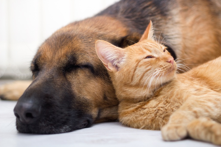 猫は犬と意思疎通できる？ペット同士のコミュニケーションの豆知識
