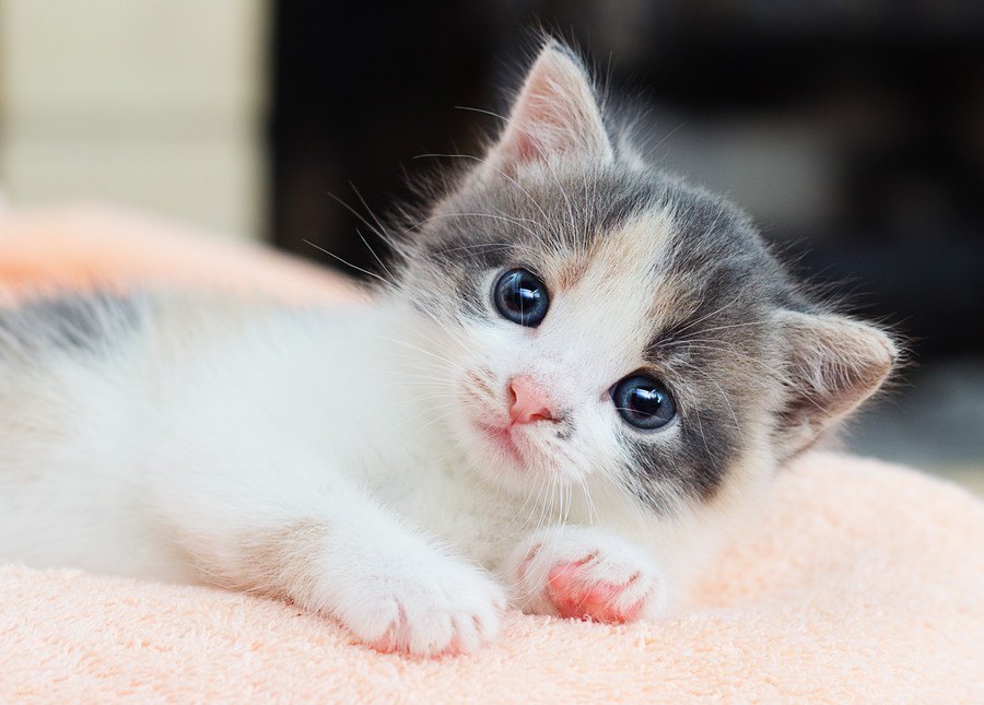 猫はどうして「ふわふわ」が好き？7つの理由