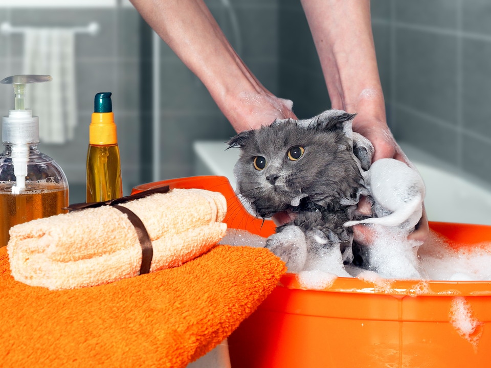 子猫のお風呂への入れ方や頻度