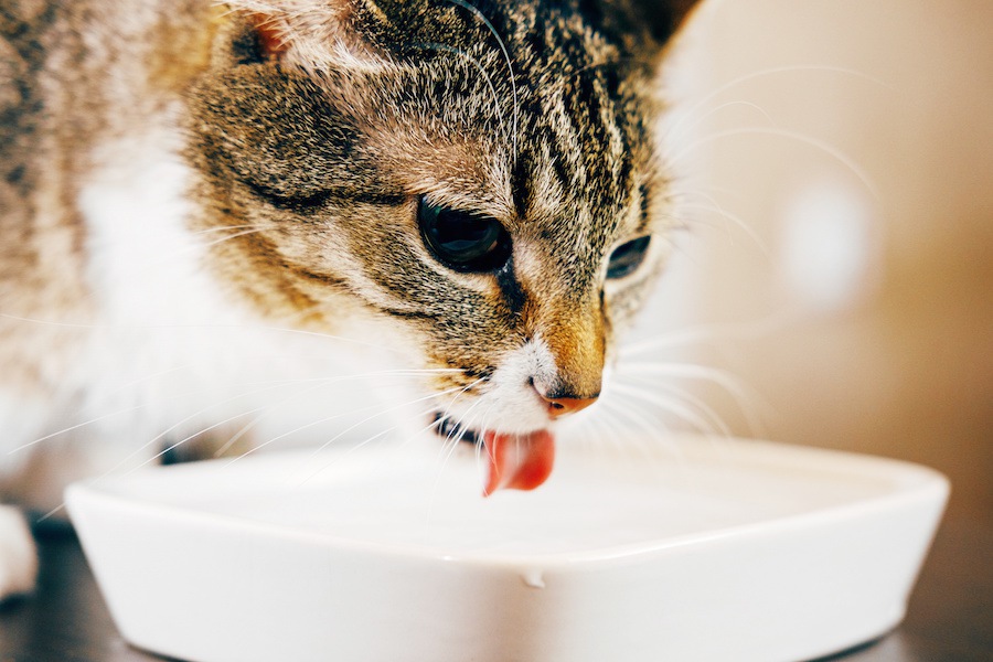 猫が飼い主のコップでお水を飲む3つの理由