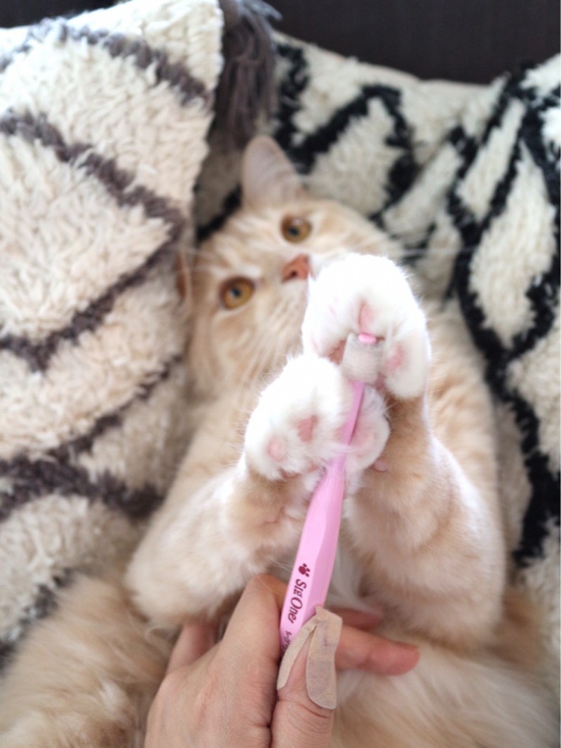 歯ブラシをカミカミする猫の歯磨きがかわいい♡