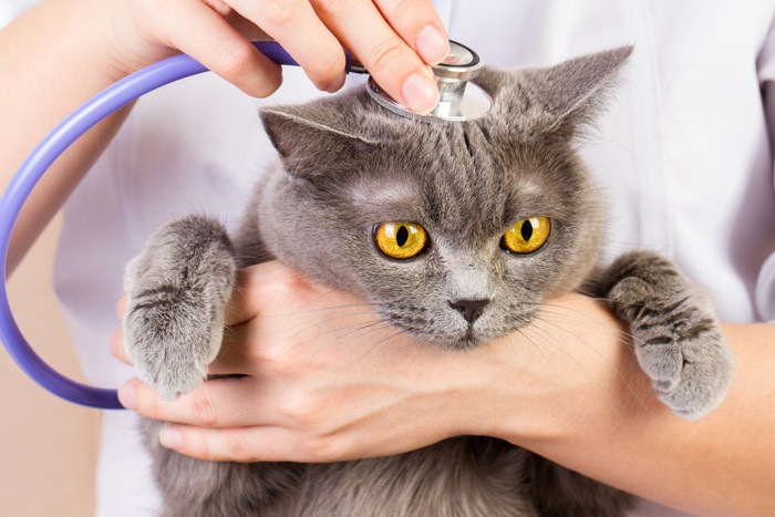 猫が中耳炎になった時の症状と治療の方法