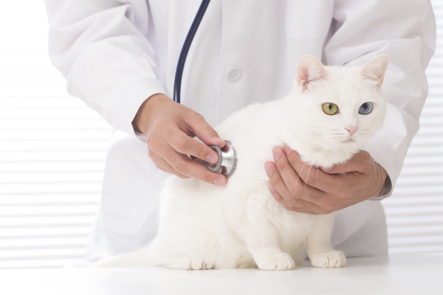 猫が痩せすぎる7つの原因と考えられる病気と危険のサイン
