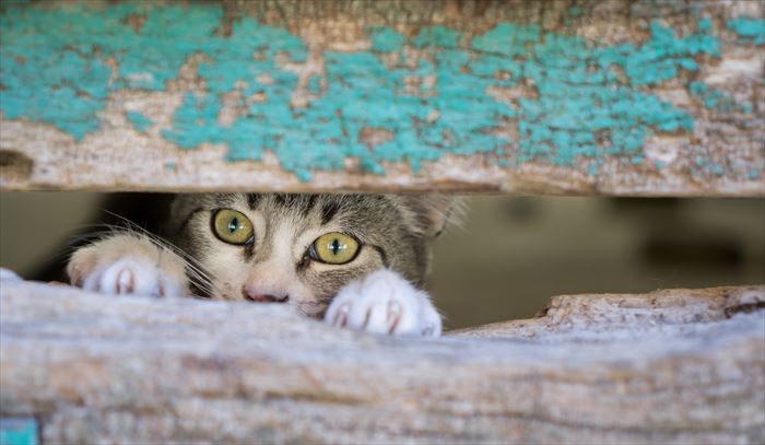 迷子の猫の探し方や予防、対策について