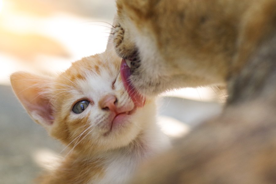 親猫が子猫を食べるのは本当？考えられる７つの理由