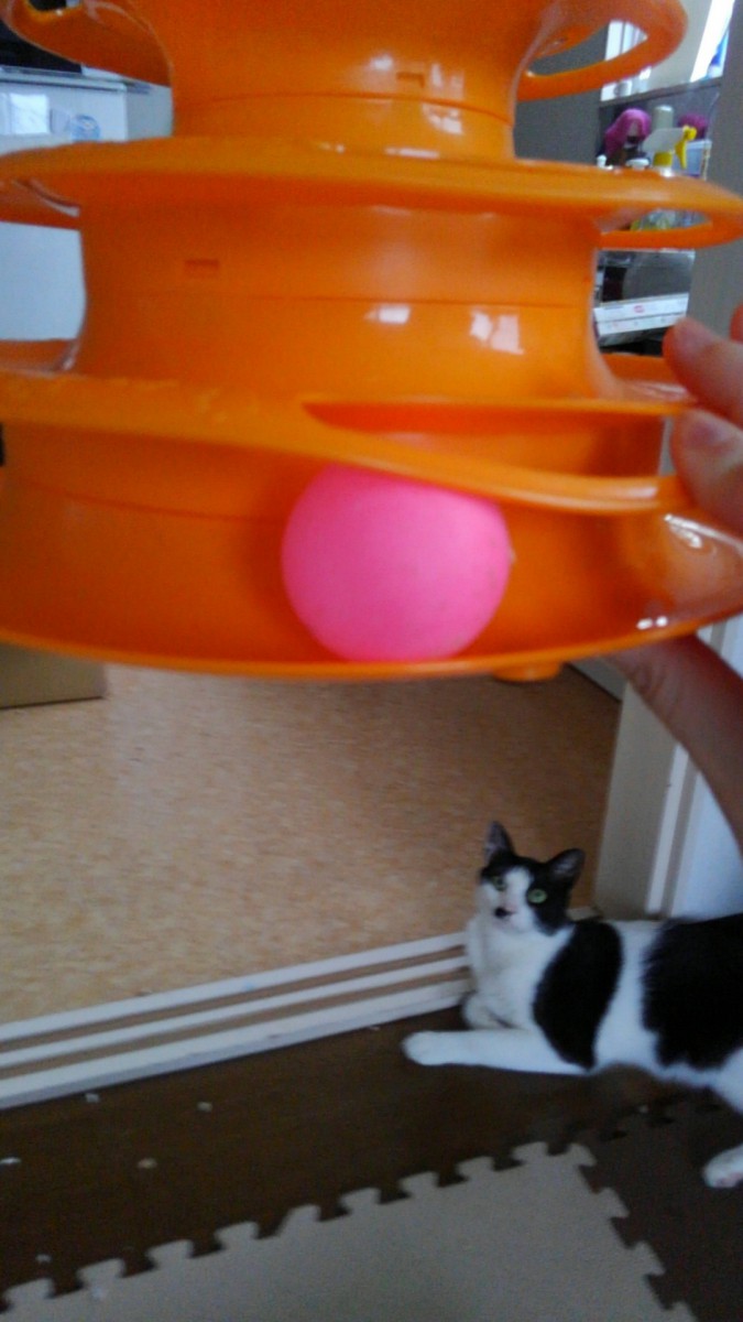 お留守番中でも猫が飽きないおもちゃを発見！