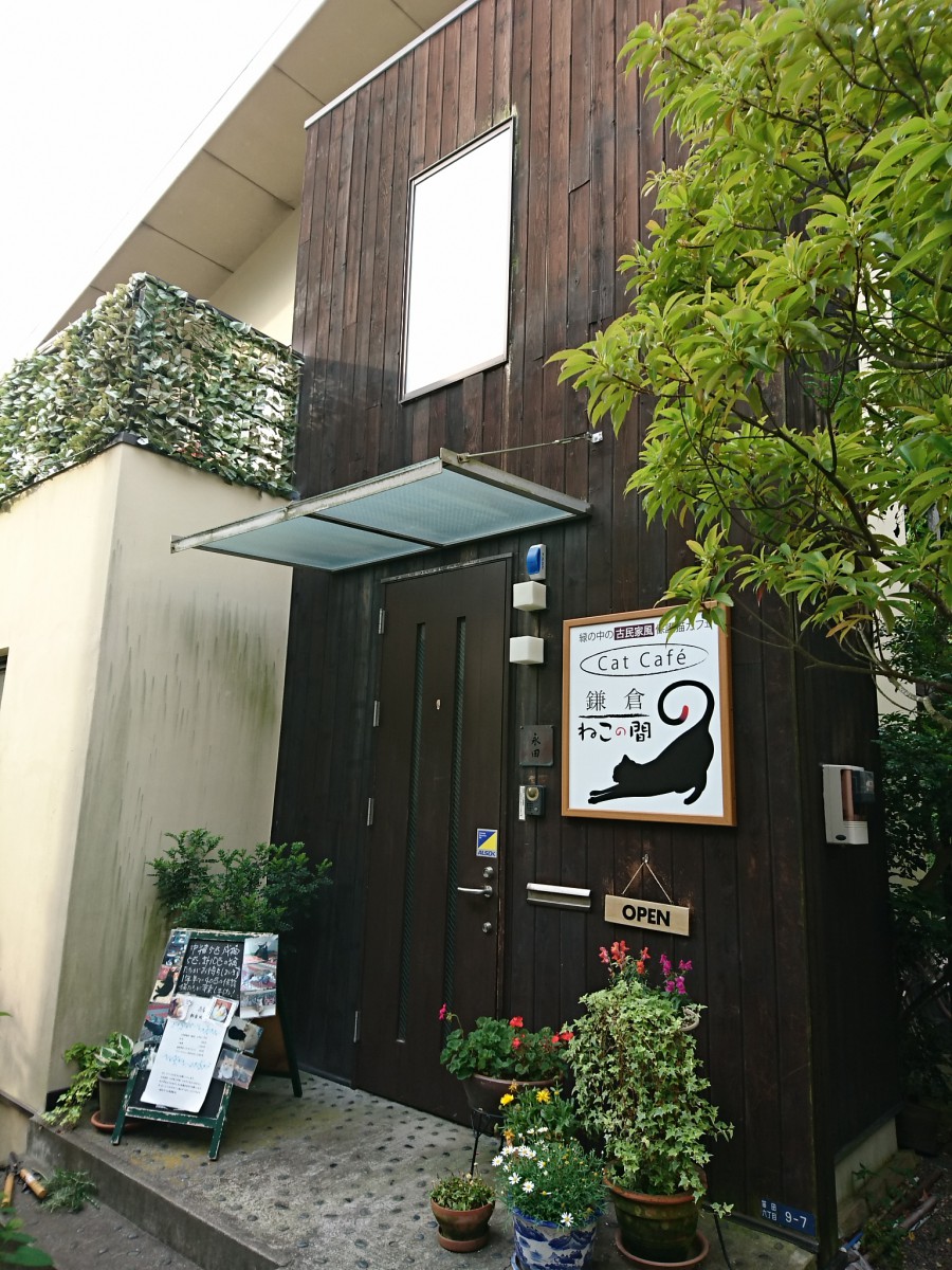 まるで一流サロン！？長谷の住宅街にひそむ保護猫カフェ『鎌倉ねこの間』