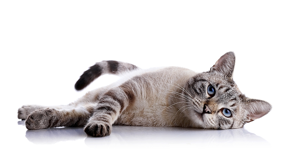 猫が外耳炎になった時の症状や予防策、治療の方法について