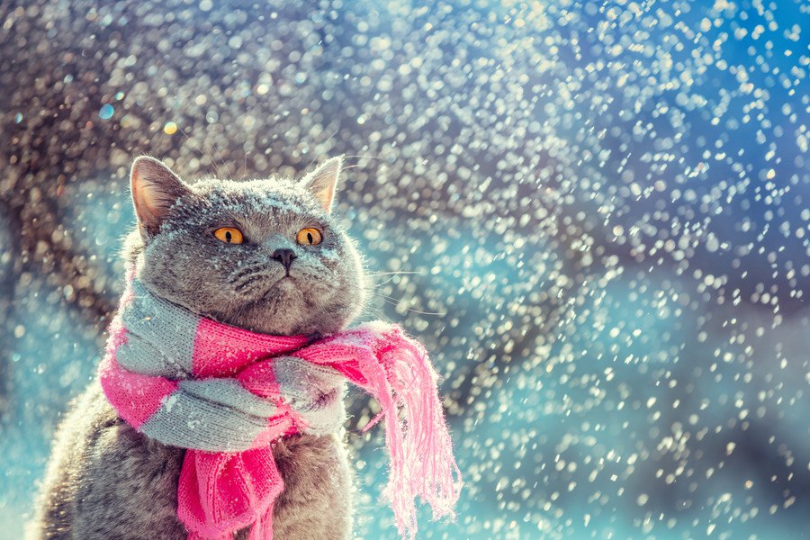 寒い地域出身の猫種にはどんな特徴がある？