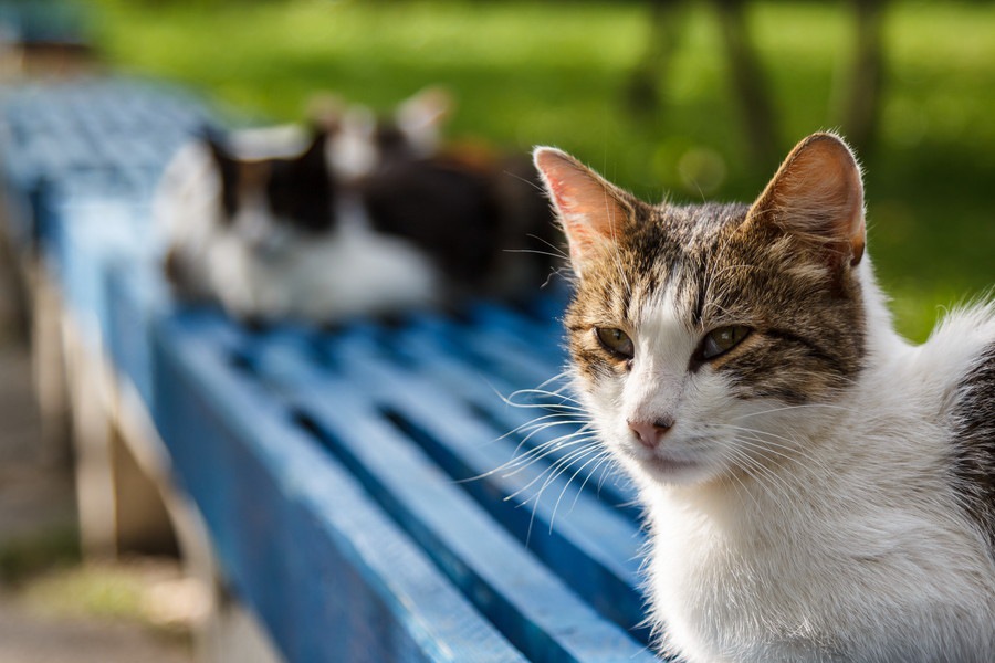 猫は社会性のある生き物？身につく時期やルール