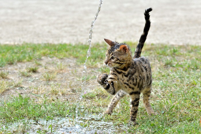 猫かきだって出来ちゃう！水遊びを楽しむにゃんこ達の動画をご紹介！