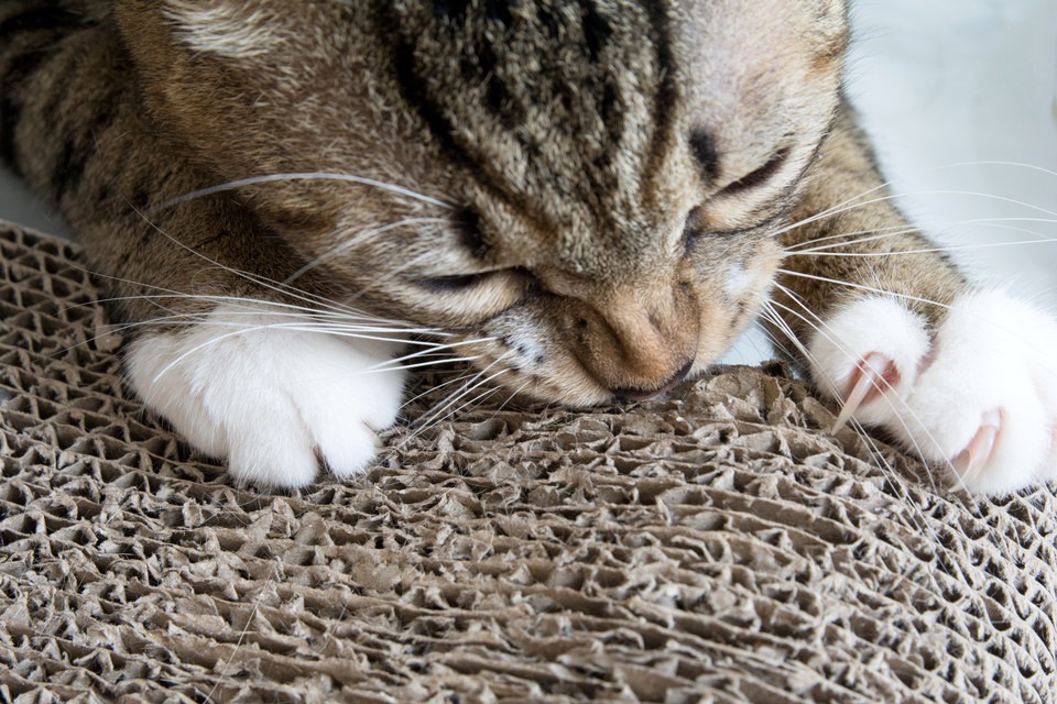 猫ひっかき病の原因と症状、予防法について