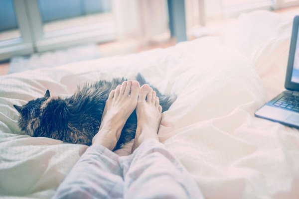 猫が飼い主の足の間で眠る3つの意味