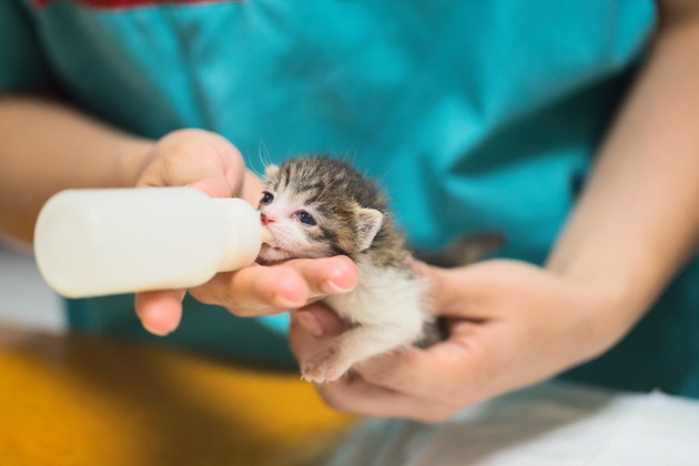 子猫のミルクの量や与え方、気をつけるべき点とは